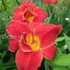 Лилейник гибридный «Хайленд Лорд» (Hemerocallis Highland Lord) © blumgarden.ru