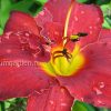 Лилейник гибридный «Хайленд Лорд» (Hemerocallis Highland Lord) © blumgarden.ru