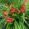 Лилейник гибридный «Хайленд Лорд» (Hemerocallis Highland Lord) © blumgarden.ru