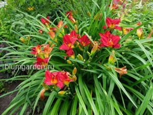 Лилейник гибридный «Хайленд Лорд» (Hemerocallis Highland Lord) © Blumgarden.ru