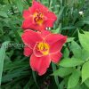 Лилейник гибридный «Хайленд Лорд» (Hemerocallis Highland Lord) © blumgarden.ru