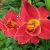 Лилейник гибридный «Хайленд Лорд» (Hemerocallis Highland Lord) © blumgarden.ru