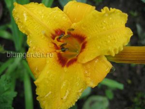 Лилейник Литтл Пол (Hemerocallis Little Paul) © Blumgarden.ru