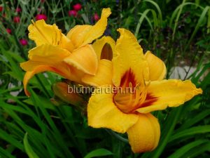 Лилейник «Литтл Пол» (Hemerocallis Little Paul)