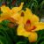 Лилейник Литтл Пол (Hemerocallis Little Paul) © blumgarden.ru