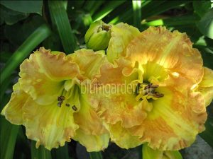 Лилейник Смаглерс Голд (Hemerocallis Smugglers Gold)