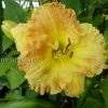 Лилейник Смаглерс Голд (Hemerocallis Smugglers Gold) © blumgarden.ru