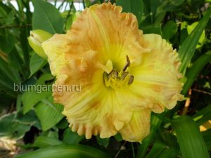 Лилейник Смаглерс Голд (Hemerocallis Smugglers Gold) © Blumgarden.ru