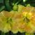 Лилейник Смаглерс Голд (Hemerocallis Smugglers Gold) © blumgarden.ru