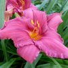 Лилейник Summer Wine © blumgarden.ru