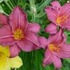 Лилейник «Саммер Вайн» (Hemerocallis Summer Wine) © blumgarden.ru
