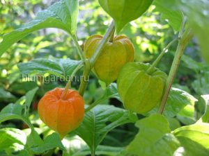 Физалис Франше (Physalis Franchetii) © Blumgarden.ru