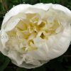 Пион «Дюшес де Немур» (Duchesse de Nemours) © blumgarden.ru