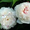 Пион Фестива Максима (Paeonia Festiva Maxima) © blumgarden.ru