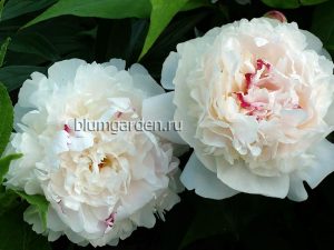 Пион Фестива Максима (Paeonia Festiva Maxima) © Blumgarden.ru