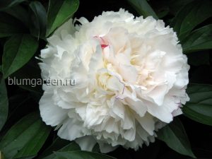 Пион «Фестива Максима» (Paeonia Festiva Maxima)