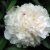 Пион Фестива Максима (Paeonia Festiva Maxima) © blumgarden.ru