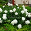 Пион Фестива Максима (Paeonia Festiva Maxima) © blumgarden.ru