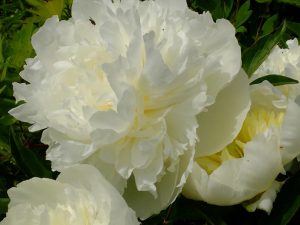 Пион молочноцветковый «Дюшес де Немур» (Paeonia Duchesse De Nemours)
