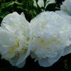 Пион травянистый Дюшес де Немур (Duchesse de Nemours) © blumgarden.ru