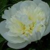 Пион Дюшес де Немур (Duchesse de Nemours) © blumgarden.ru