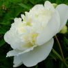 Пион белый Duchesse de Nemours © blumgarden.ru