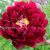 Пион «Маэстро» (Paeonia Maestro) © blumgarden.ru