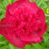 Пион «Рут Клей» (Paeonia Ruth Clay) © blumgarden.ru