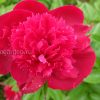 Пион «Рут Клей» (Paeonia Ruth Clay) © blumgarden.ru