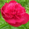 Пион «Рут Клей» (Paeonia Ruth Clay) © blumgarden.ru