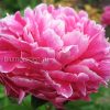 Пион молочноцветковый «Синбад» (Paeonia lactiflora Sinbad) © blumgarden.ru