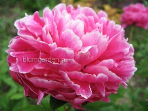 Пион молочноцветковый «Синбад» (Paeonia Lactiflora Sinbad) © Blumgarden.ru