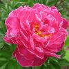 Пион молочноцветковый «Синбад» (Paeonia lactiflora Sinbad) © blumgarden.ru