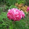 Пион молочноцветковый «Синбад» (Paeonia lactiflora Sinbad) © blumgarden.ru
