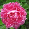 Пион молочноцветковый «Синбад» (Paeonia lactiflora Sinbad) © blumgarden.ru