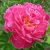 Пион молочноцветковый «Синбад» (Paeonia lactiflora Sinbad) © blumgarden.ru