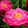 Пион молочноцветковый «Синбад» (Paeonia lactiflora Sinbad) © blumgarden.ru