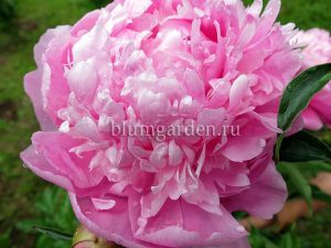 Пион молочноцветковый «Мсье Жюль Эли» (Paeonia Lactiflora Monsieur Jules Elie)