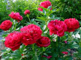 Пионы красные Генри Бокстос Paeonia Henry Bockstoce © Blumgarden.ru