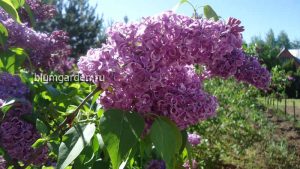 Питомник сирени - о нас © blumgarden.ru