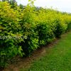 Изгородь из пузыреплодника «Ауреа» © blumgarden.ru