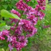 Сирень обыкновенная «Шарль Жоли» (Syringa vulgaris Charles Joly) © blumgarden.ru