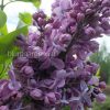 Сирень «Найт» (Syringa vulgaris Night) © blumgarden.ru