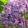 Сирень обыкновенная «Найт» (Syringa vulgaris Night) © blumgarden.ru