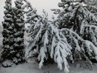 Апрельский снегопад в Подмосковье © Blumgarden.ru