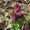 Хохлатка полая (Corydalis cava) © blumgarden.ru