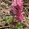 Хохлатка полая (Corydalis cava) © blumgarden.ru