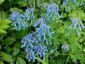 Хохлатка высокая голубая (Corydalis Elata)