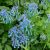 Хохлатка высокая (Corydalis elata) © blumgarden.ru