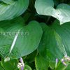 Хоста Стриптиз (Striptease) © blumgarden.ru